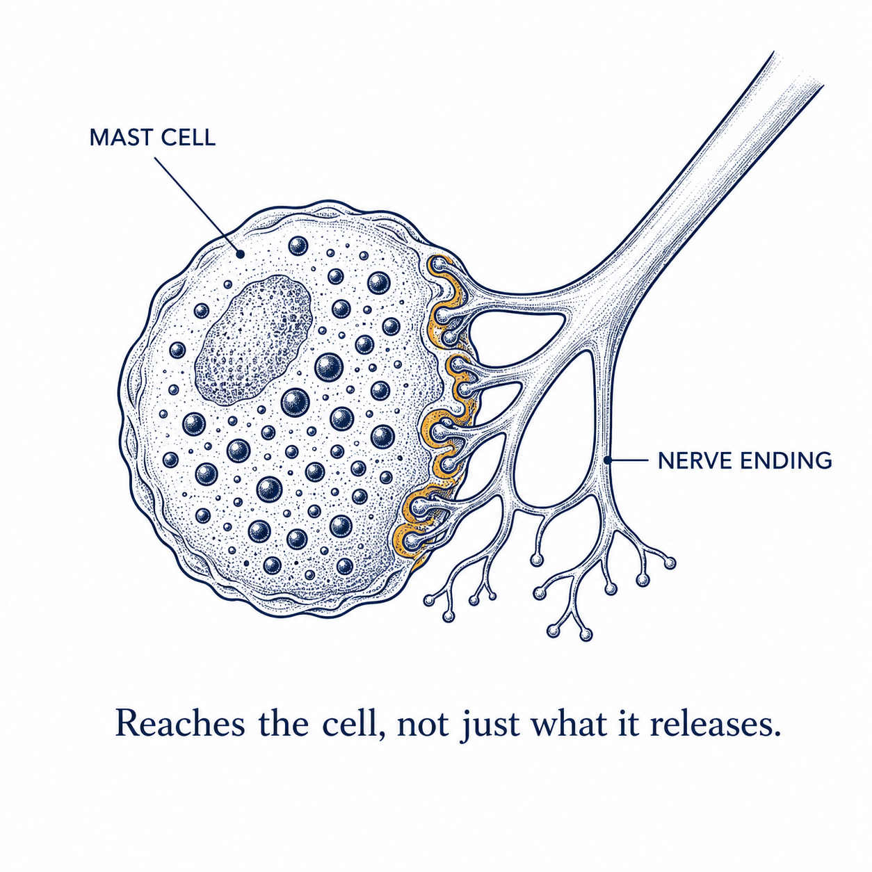 The mast cell sits directly against the nerve ending — reaches the cell, not just what it releases