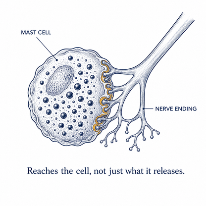 The mast cell sits directly against the nerve ending — reaches the cell, not just what it releases